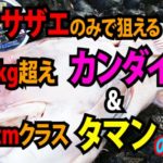 サザエのみで狙える対象魚 ｜カンダイ10kgオーバー＆タマン（ハマフエフキ）80クラス編