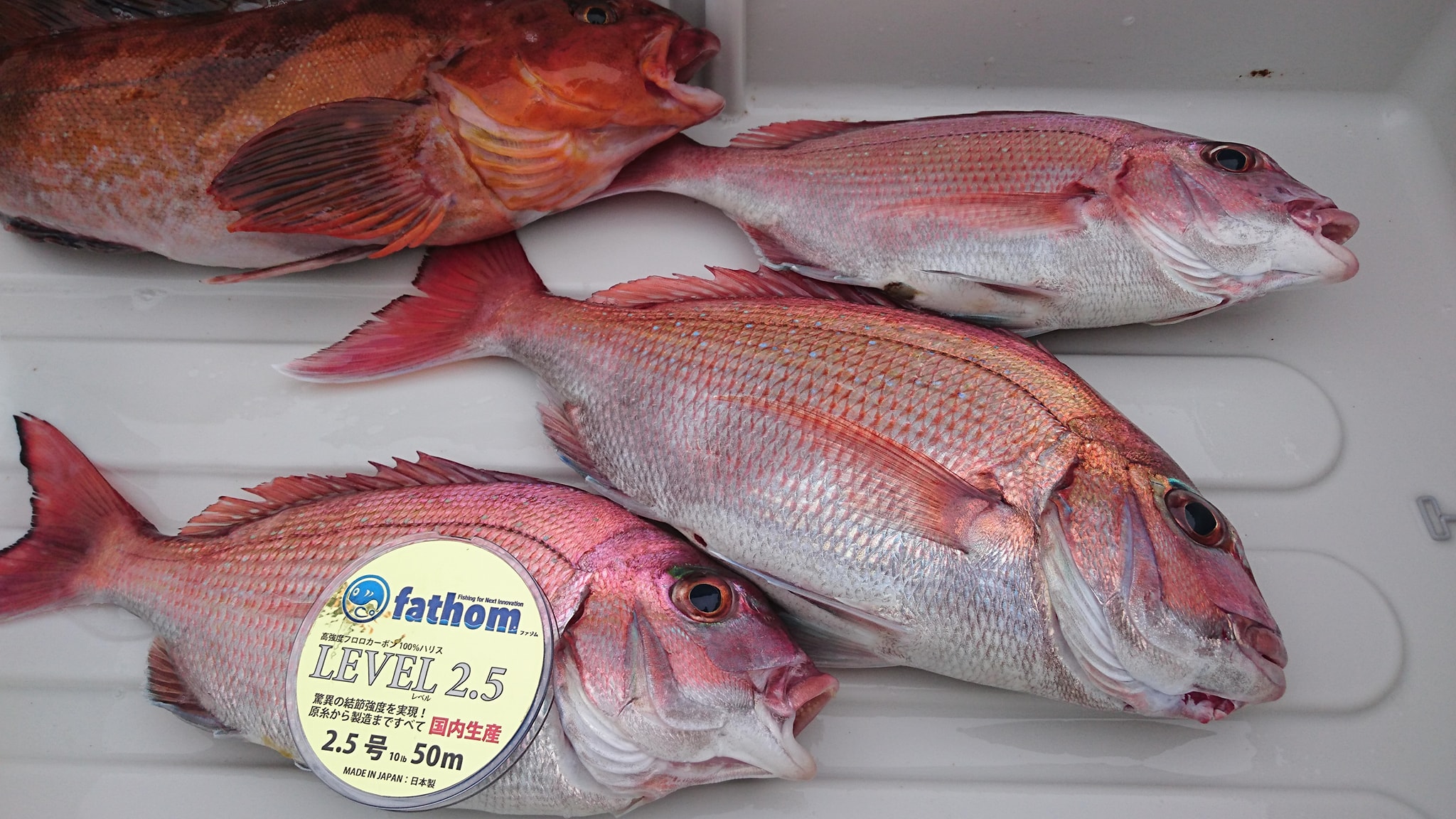 日立久慈沖 ひとつテンヤ真鯛 菊池隆徳様 Fishing Fathom ファゾム