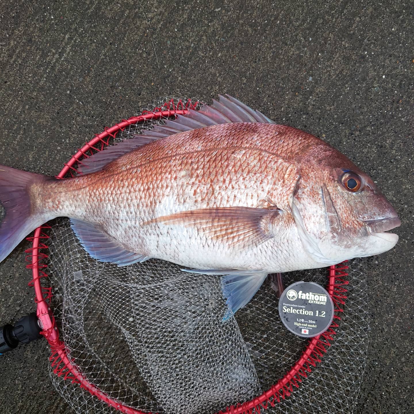 小名浜沖堤防での赤黒攻略【滝沢大輔様】 | Fishing fathom（ファゾム）