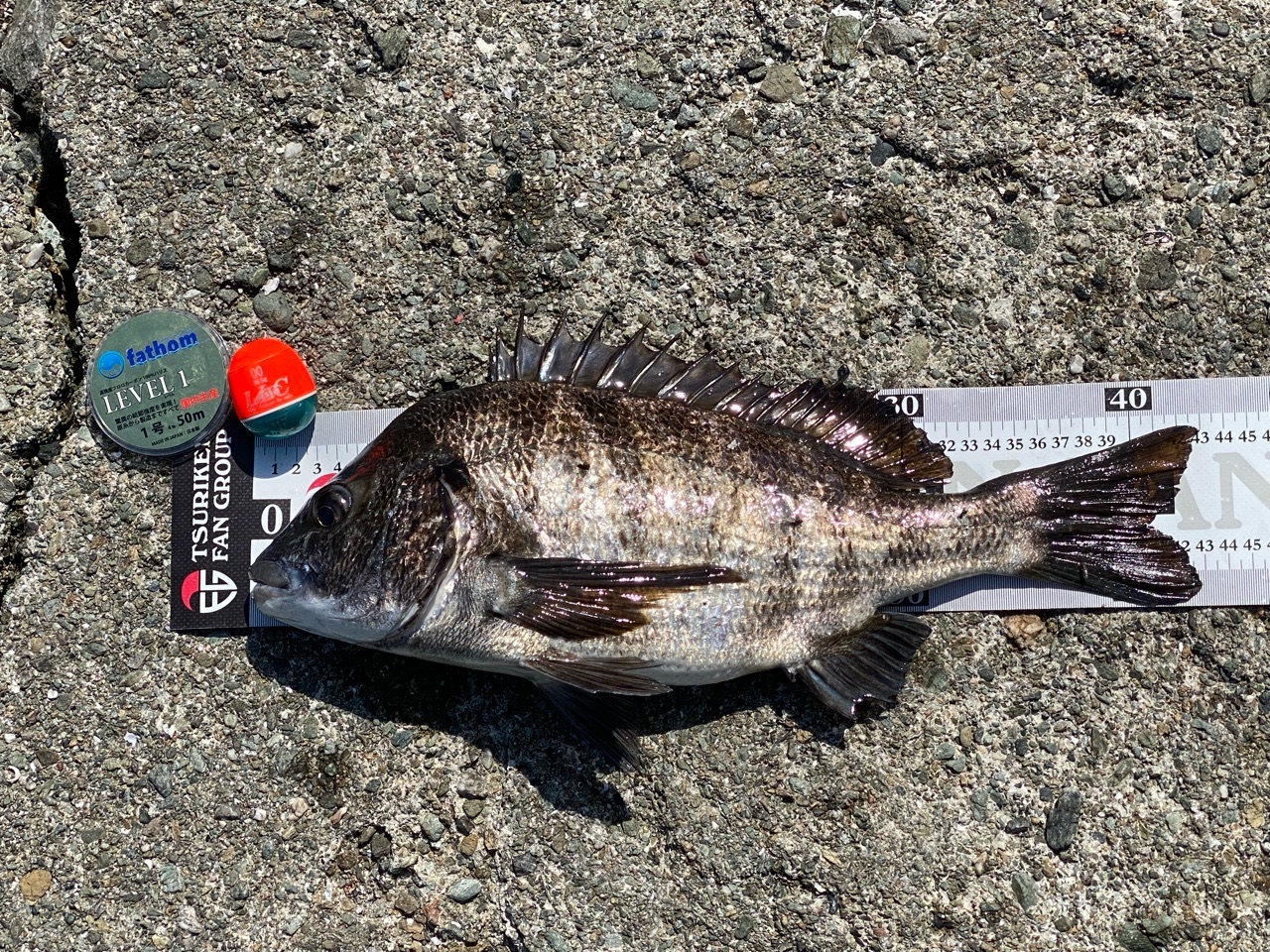 アルデナ 1-50 チヌ竿 がまかつ がま磯 Aldena(アルデナ)