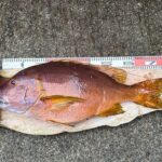久々の記録魚【古河原 正人様】