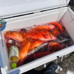 嬉しい悲鳴　入れ食いとはまさにコレ❣️【古河原 正人様】