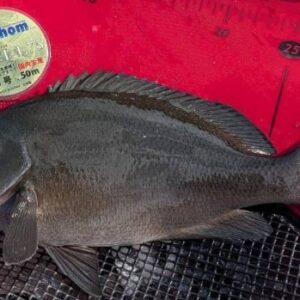 LEVEL1.75でチャンプを手中に【我妻総一様】